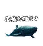 ⚫シロナガスクジラで敬語（個別スタンプ：19）