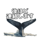 ⚫シロナガスクジラで敬語（個別スタンプ：20）