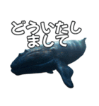 ⚫シロナガスクジラで敬語（個別スタンプ：21）