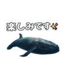 ⚫シロナガスクジラで敬語（個別スタンプ：22）