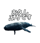 ⚫シロナガスクジラで敬語（個別スタンプ：25）