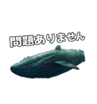 ⚫シロナガスクジラで敬語（個別スタンプ：30）