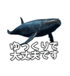 ⚫シロナガスクジラで敬語（個別スタンプ：33）