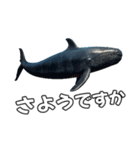 ⚫シロナガスクジラで敬語（個別スタンプ：35）