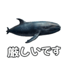 ⚫シロナガスクジラで敬語（個別スタンプ：36）