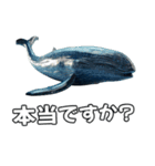 ⚫シロナガスクジラで敬語（個別スタンプ：37）