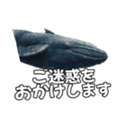 ⚫シロナガスクジラで敬語（個別スタンプ：38）