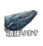 ⚫シロナガスクジラで敬語（個別スタンプ：40）