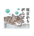 あざとくてごめん♡なねこにゃんず②（個別スタンプ：16）