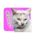 西成のたくましいネコ【白猫】（個別スタンプ：4）