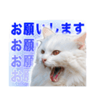 西成のたくましいネコ【白猫】（個別スタンプ：6）