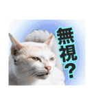 西成のたくましいネコ【白猫】（個別スタンプ：7）