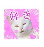 西成のたくましいネコ【白猫】（個別スタンプ：10）