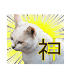 西成のたくましいネコ【白猫】（個別スタンプ：11）