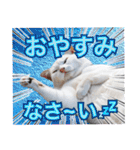 西成のたくましいネコ【白猫】（個別スタンプ：12）