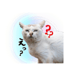 西成のたくましいネコ【白猫】（個別スタンプ：16）