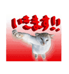 西成のたくましいネコ【白猫】（個別スタンプ：19）