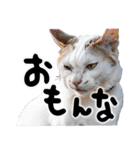 西成のたくましいネコ【白猫】（個別スタンプ：23）