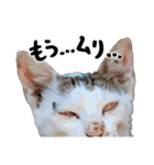 西成のたくましいネコ【白猫】（個別スタンプ：27）