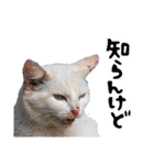 西成のたくましいネコ【白猫】（個別スタンプ：29）