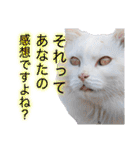 西成のたくましいネコ【白猫】（個別スタンプ：32）