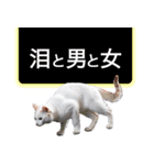 西成のたくましいネコ【白猫】（個別スタンプ：33）
