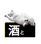 西成のたくましいネコ【白猫】（個別スタンプ：34）