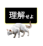 西成のたくましいネコ【白猫】（個別スタンプ：35）