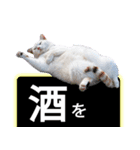 西成のたくましいネコ【白猫】（個別スタンプ：36）