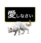 西成のたくましいネコ【白猫】（個別スタンプ：37）