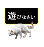 西成のたくましいネコ【白猫】（個別スタンプ：38）