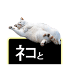 西成のたくましいネコ【白猫】（個別スタンプ：39）