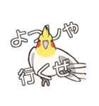 オカメインコず(日常系)（個別スタンプ：4）