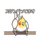 オカメインコず(日常系)（個別スタンプ：11）