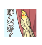 オカメインコず(日常系)（個別スタンプ：14）