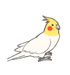 オカメインコず(日常系)（個別スタンプ：34）