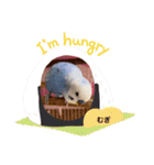 むぎちゃんスタンプ5（個別スタンプ：8）