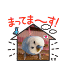 むぎちゃんスタンプ5（個別スタンプ：9）