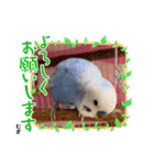 むぎちゃんスタンプ5（個別スタンプ：10）