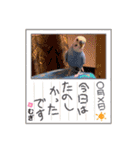 むぎちゃんスタンプ5（個別スタンプ：11）