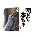 むぎちゃんスタンプ5（個別スタンプ：15）