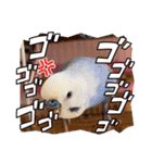 むぎちゃんスタンプ5（個別スタンプ：17）