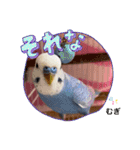 むぎちゃんスタンプ5（個別スタンプ：19）