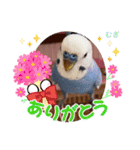 むぎちゃんスタンプ5（個別スタンプ：22）