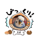 むぎちゃんスタンプ5（個別スタンプ：24）
