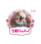 むぎちゃんスタンプ5（個別スタンプ：27）