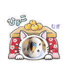 むぎちゃんスタンプ5（個別スタンプ：29）