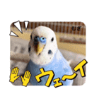 むぎちゃんスタンプ5（個別スタンプ：30）