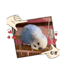 むぎちゃんスタンプ5（個別スタンプ：31）