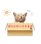 こむぎの変顔【修正版】（個別スタンプ：5）